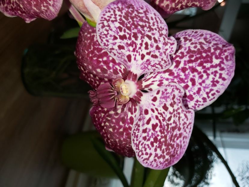  - vanda