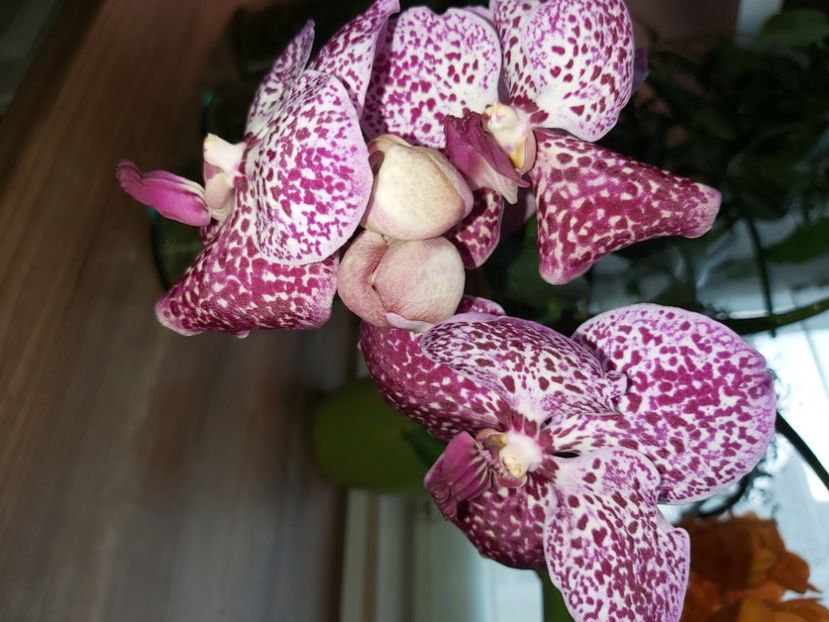  - vanda