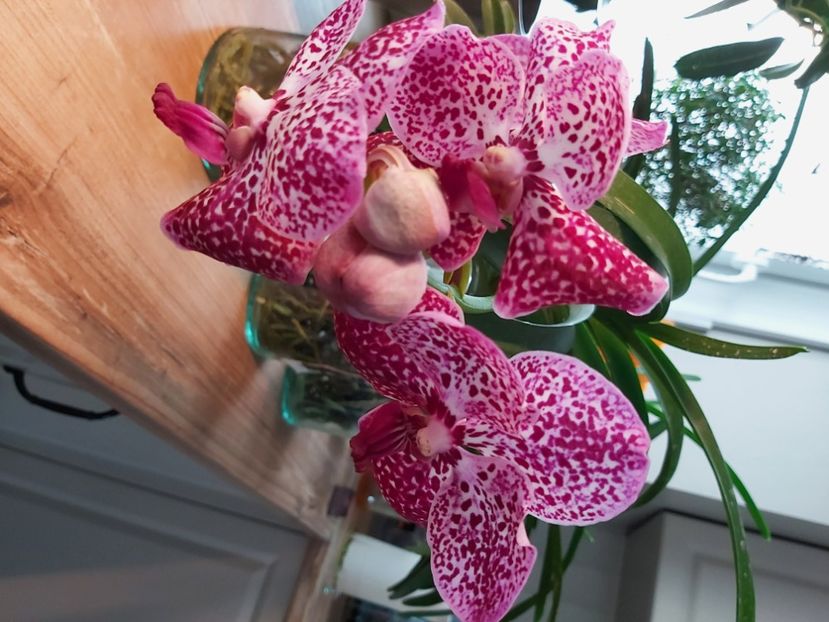  - vanda