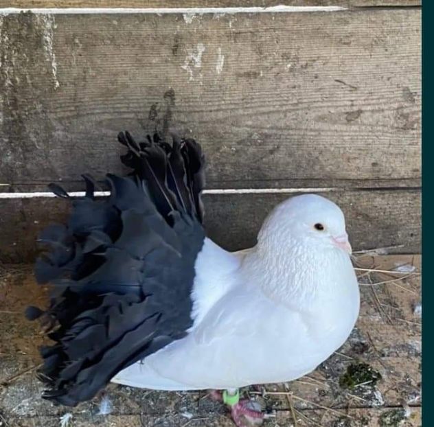 received_575866426633727 - Porumbei 2020