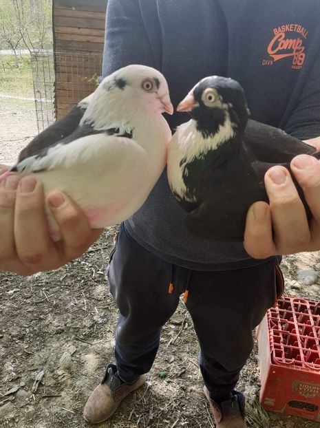 received_270784614321319 - Porumbei 2020