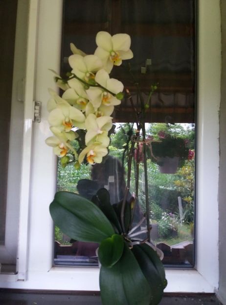  - orhideele mele