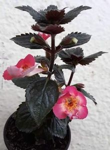  - R20 - MASHA GOTMANOVA