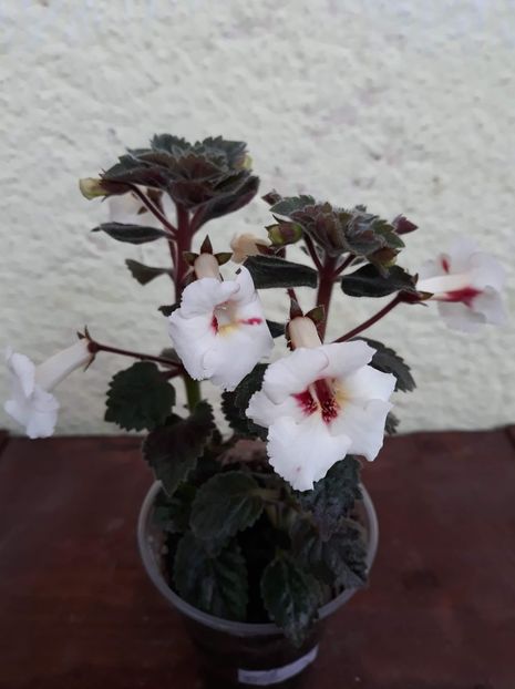  - 001 2021 - White Angel xA