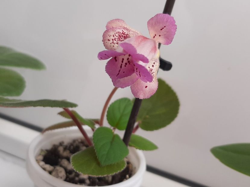  - HCY Merry go Round