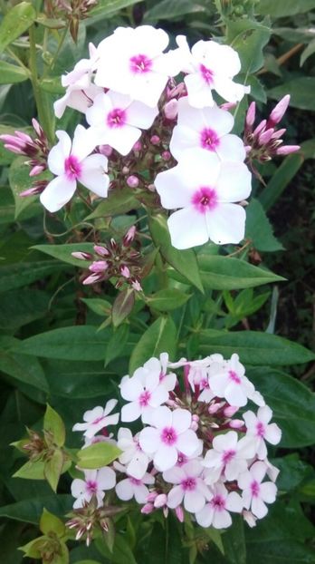 Flame white eye - 0- PHLOX - ECHINACEA- RUDBECKIA- si alte perene