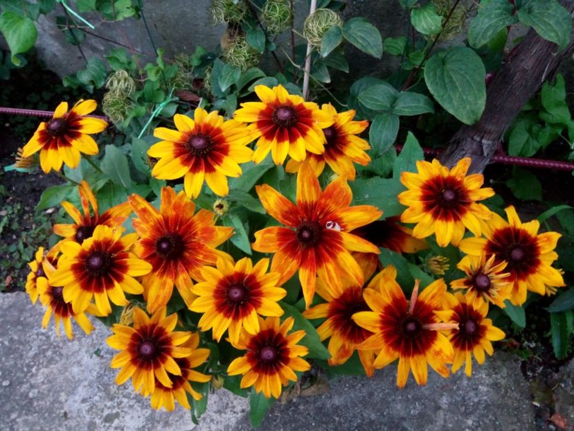  - 0- PHLOX - ECHINACEA- RUDBECKIA- si alte perene