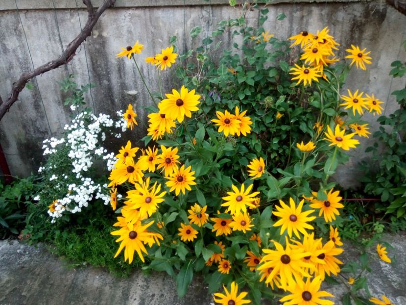  - 0- PHLOX - ECHINACEA- RUDBECKIA- si alte perene