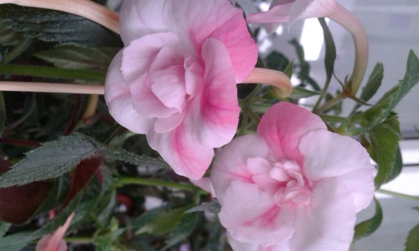  - colectia mea de achimenes 001 2020