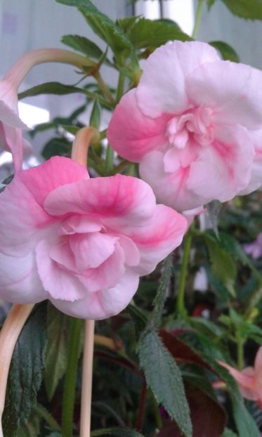  - colectia mea de achimenes 001 2020
