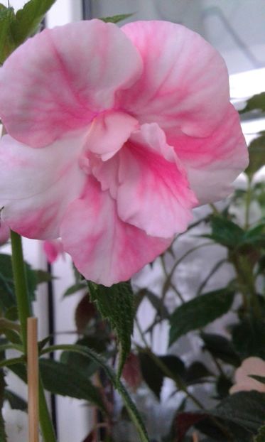 - colectia mea de achimenes 001 2020