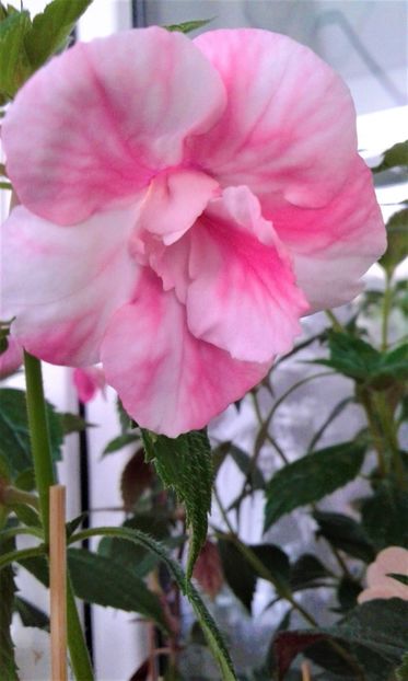  - colectia mea de achimenes 001 2020