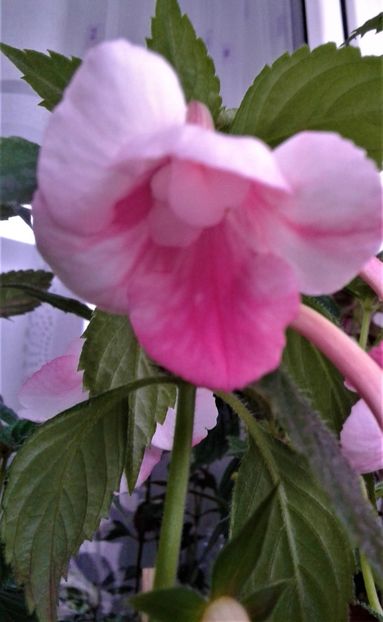  - colectia mea de achimenes 001 2020