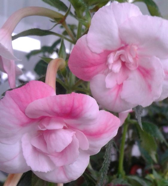 20200704_070320 - Copy - colectia mea de achimenes 001 2020