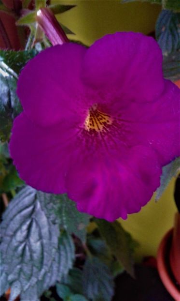  - 000014 ACHIMENES