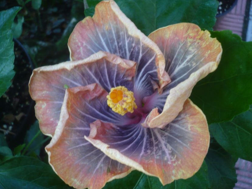 P1440668 - HIBISCUSI 2020-1