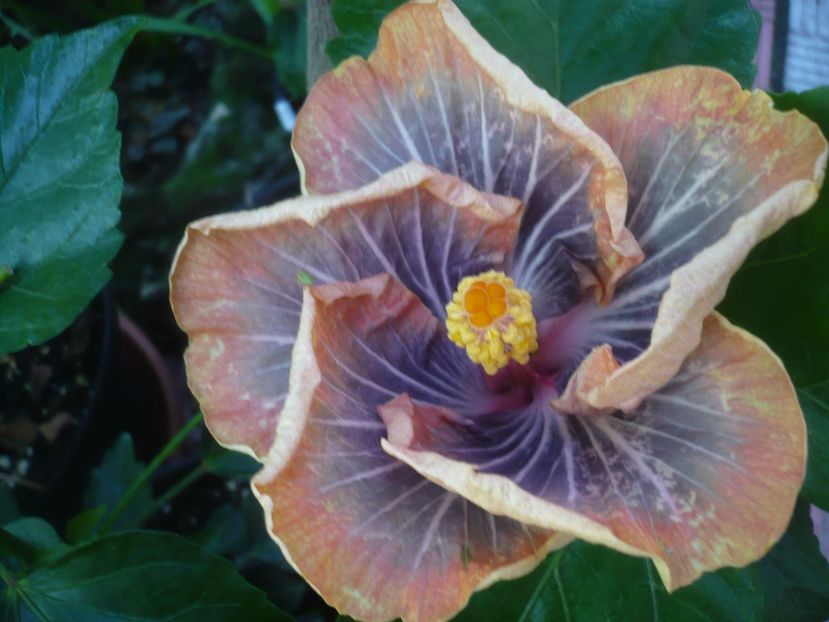 P1440669 - HIBISCUSI 2020-1