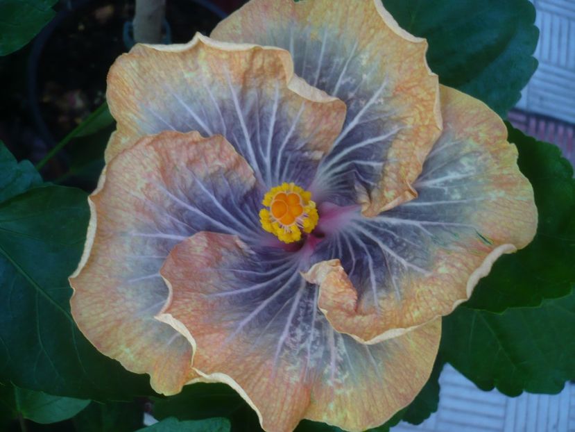 P1440670 - HIBISCUSI 2020-1