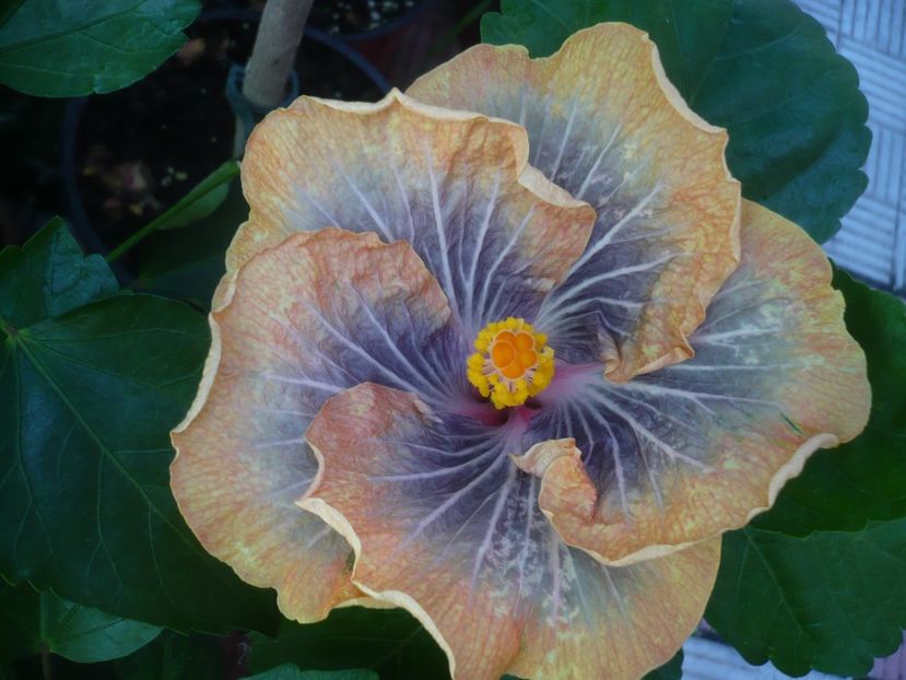 P1440672 - HIBISCUSI 2020-1