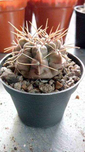 G. fischeri MAWIO-325 - Gymnocalycium