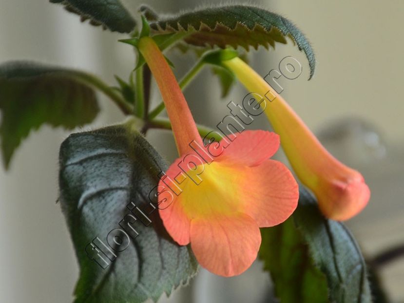 xAchimenantha Helena - ACHIMENES III