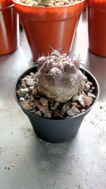 P. vertongenii - Pyrrhocactus--Eriosyce