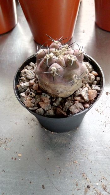 P. vertongenii - Pyrrhocactus--Eriosyce