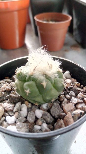 T. lophophoroides RS622 - Turbinicarpus