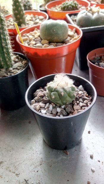 T. lophophoroides RS622 - Turbinicarpus