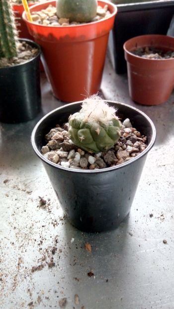 T. lophophoroides RS622 - Turbinicarpus