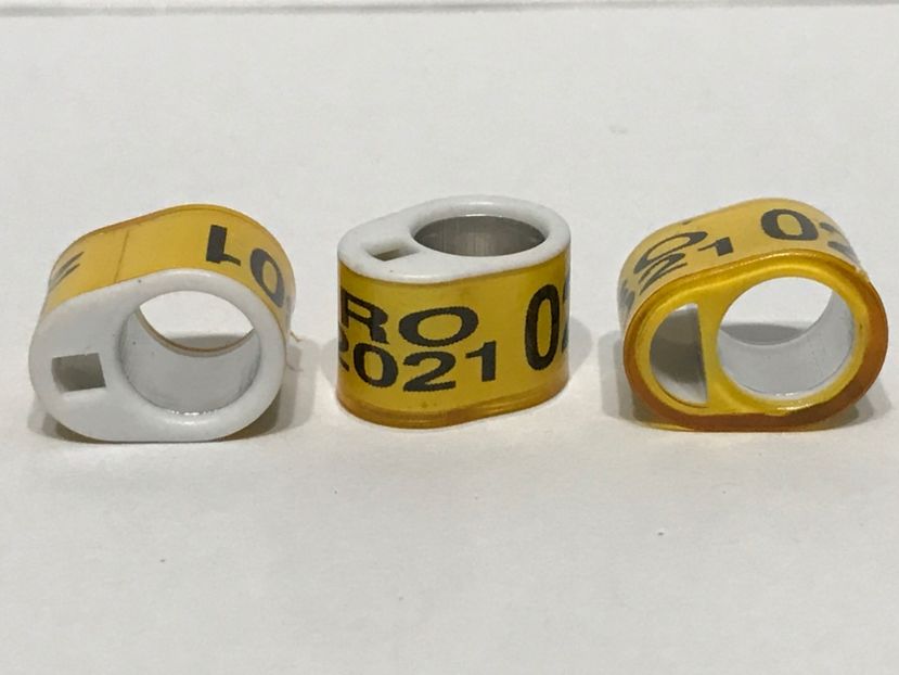 45F82240-86FC-426F-AFC7-C5398F63CE62 - 001 Inele Amatori 2021