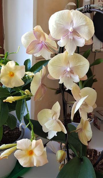  - Phalaenopsis 1