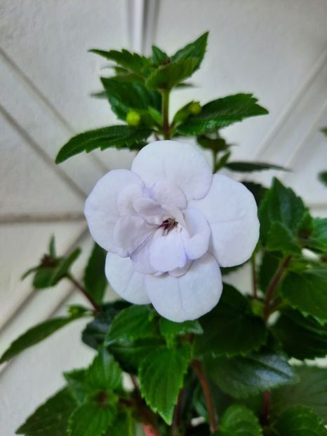  - Double Picotte Rose