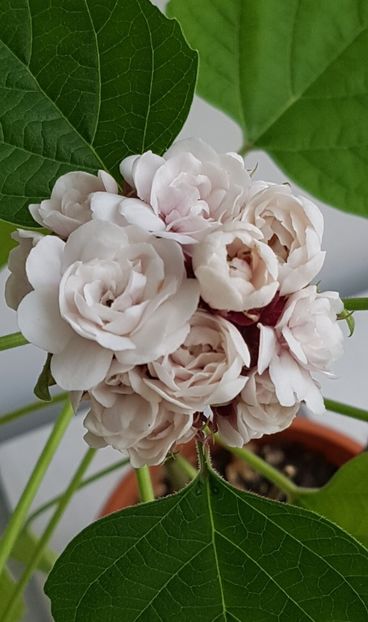  - Clerodendrum fragrans