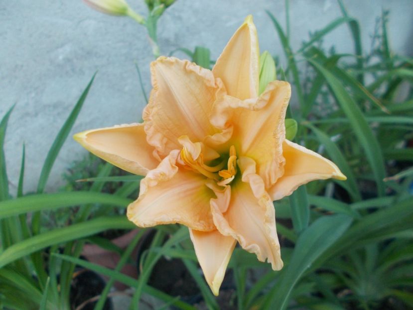 SCHNICKEL FRITZ - Hemerocallis 2020