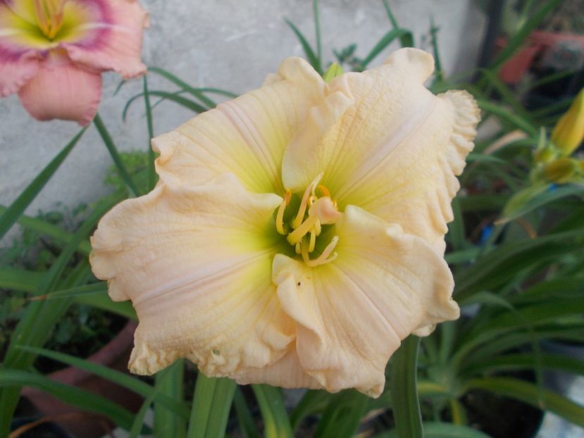  - Hemerocallis 2020