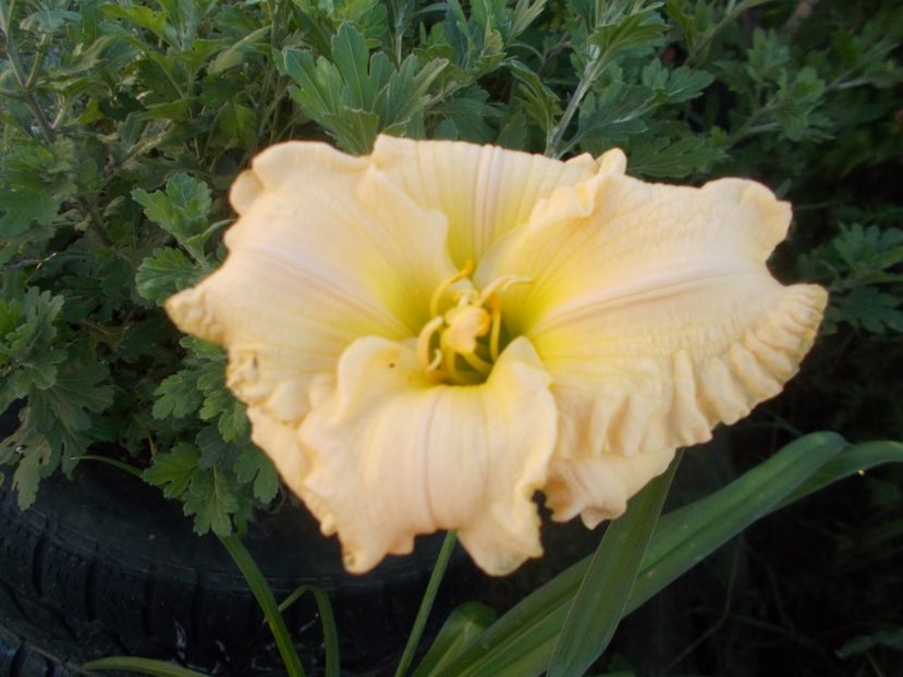  - Hemerocallis 2020