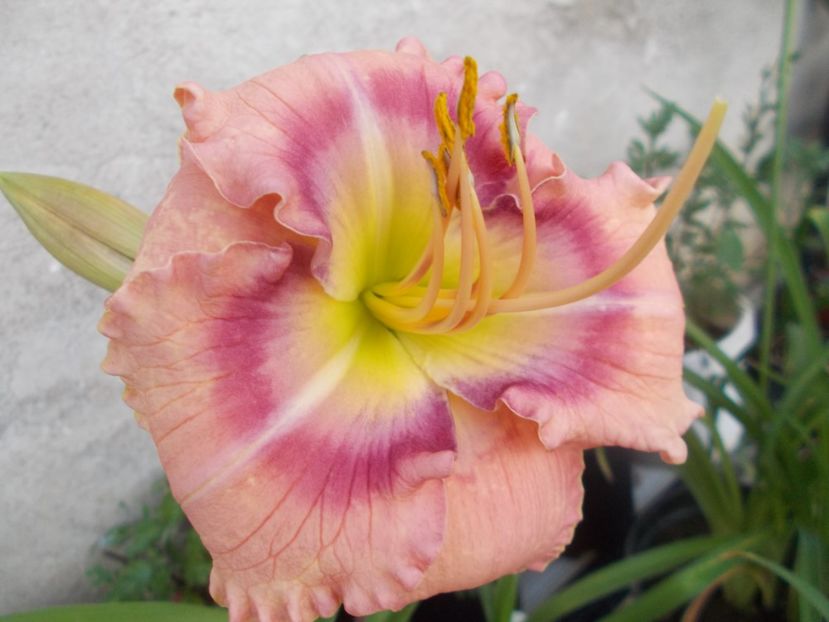 CAROL TODD - Hemerocallis 2020