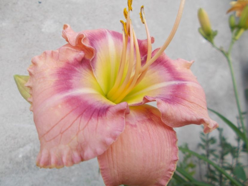  - Hemerocallis 2020
