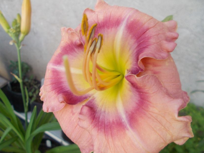  - Hemerocallis 2020