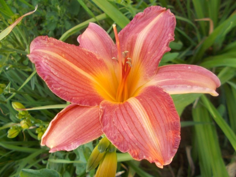 CHRISTMAS CANDLES - Hemerocallis 2020