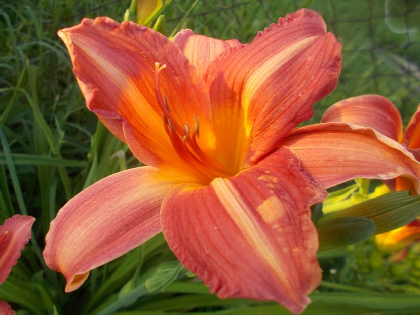  - Hemerocallis 2020