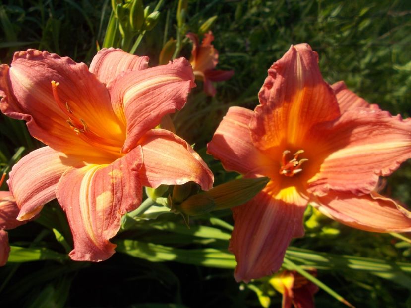  - Hemerocallis 2020