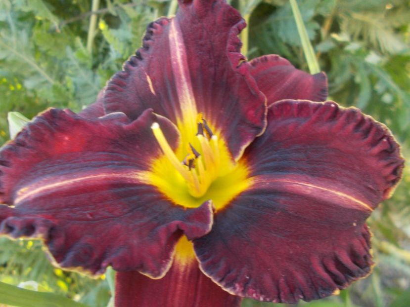  - Hemerocallis 2020