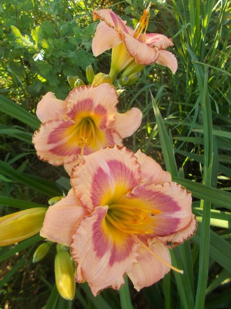 CINDY'S CHOICE - Hemerocallis 2020