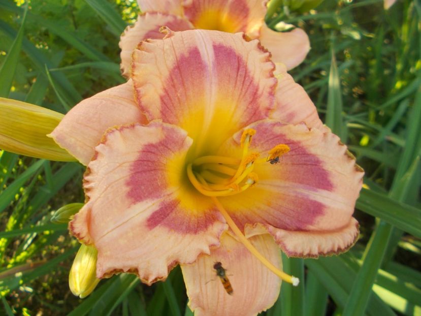  - Hemerocallis 2020