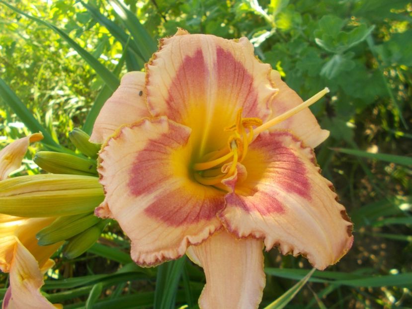  - Hemerocallis 2020