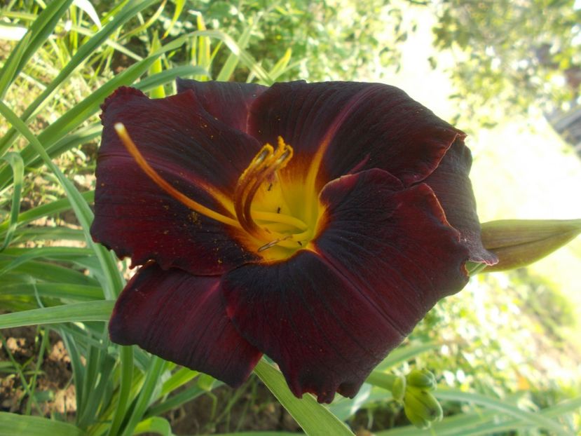 MAHOGANY WHISPERS - Hemerocallis 2020