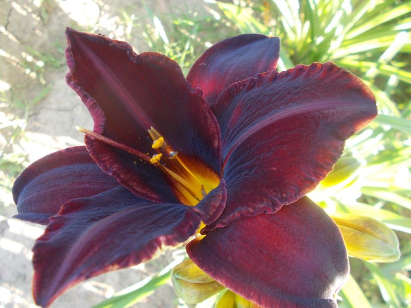  - Hemerocallis 2020