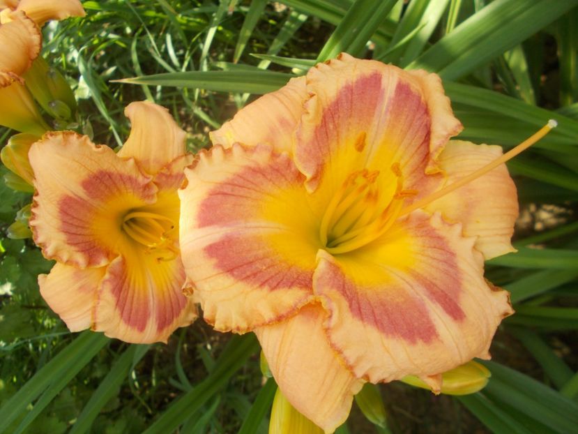  - Hemerocallis 2020